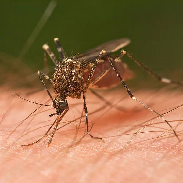 The Politics of Faith and Fevers—John 4:46-54