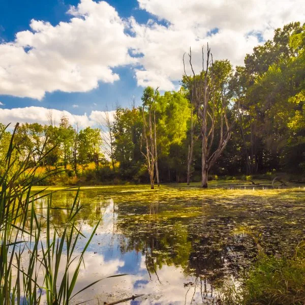 Naturalized: White Settler Christianity and the Silence of Earth in Political Theology