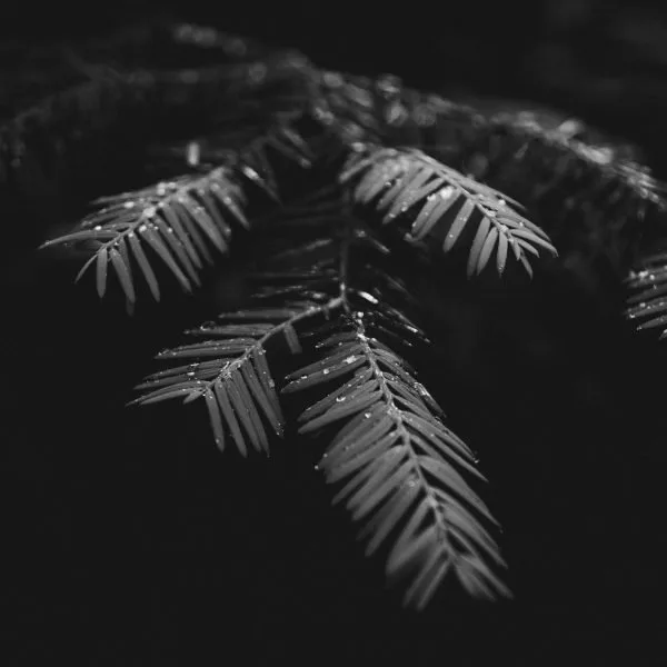 Finding Hope in a New Planting