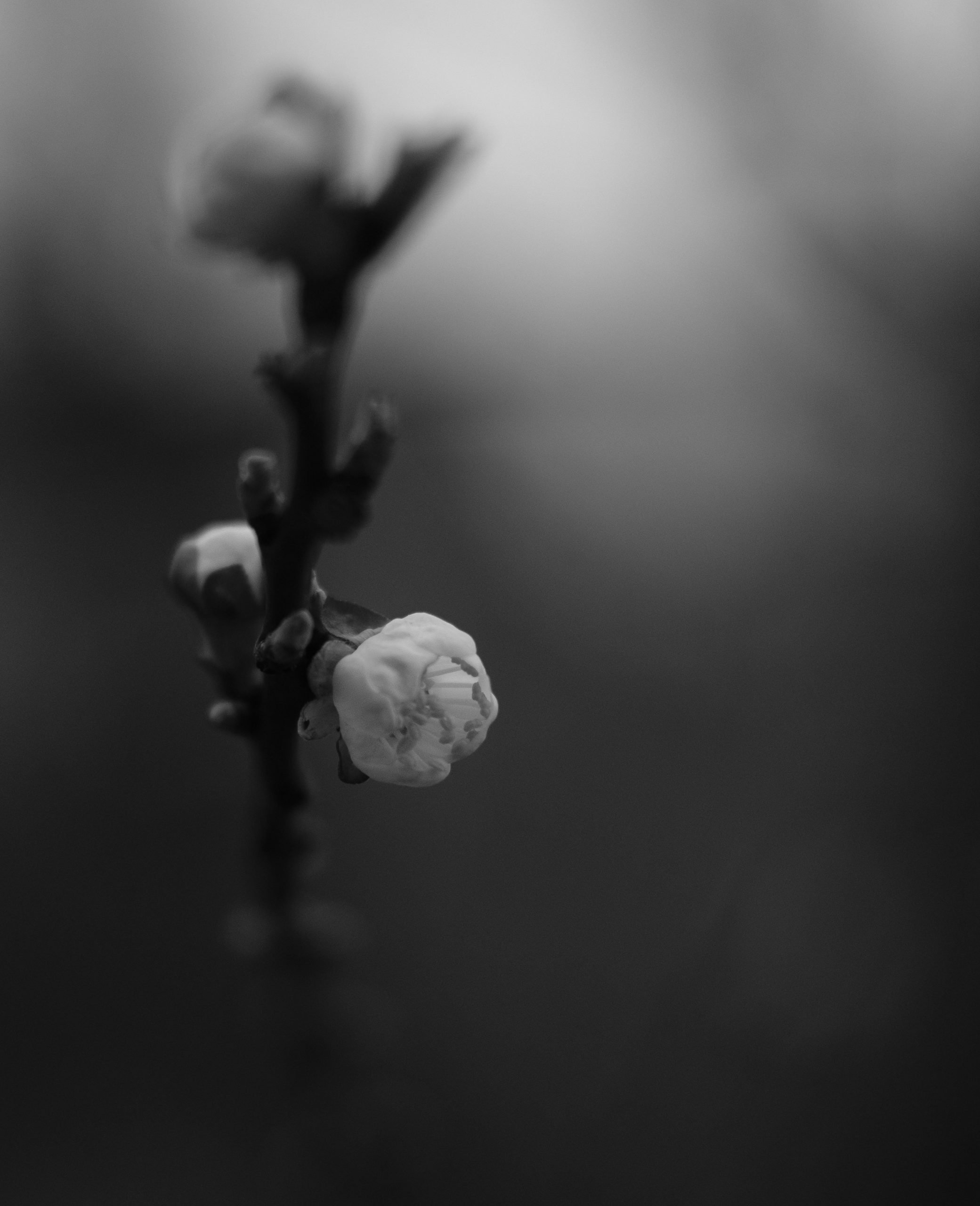 Biblical political theology picture