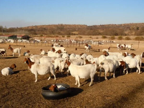 The Politics of Traversing Difference