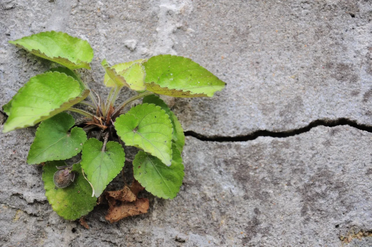 New Theologies of Nature