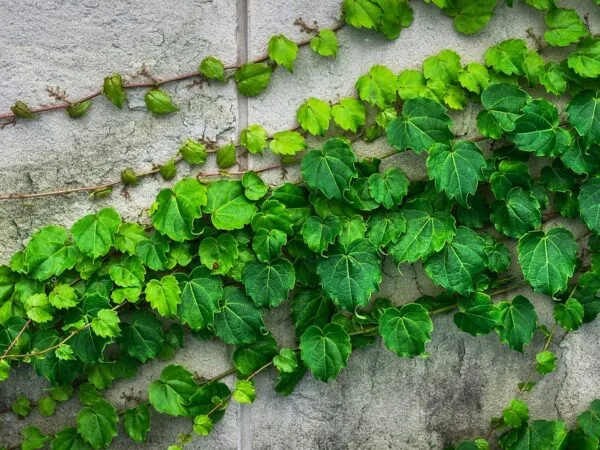 True Vines and True Branches