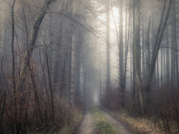 forest path, dark, mystical