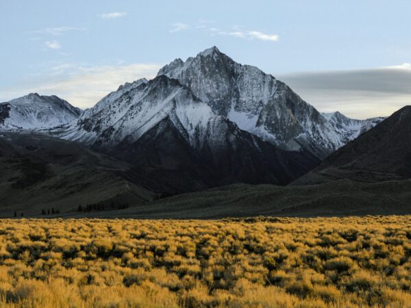 Literary Solidarities, Reconfiguring Communities 