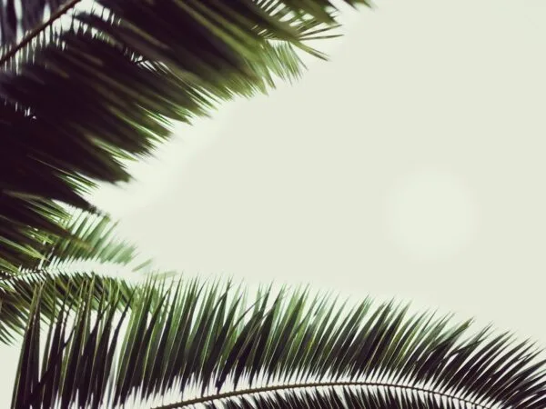 The Affirmation and Confusion of Palm Sunday