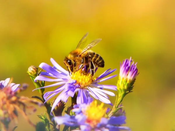 “Everything in Common”: Pentecost, Happy Bees, and A Remedy to the World’s Grief