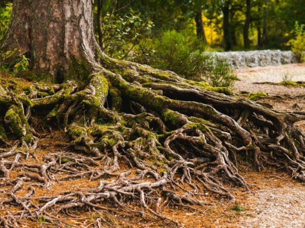 Entwining Our Roots