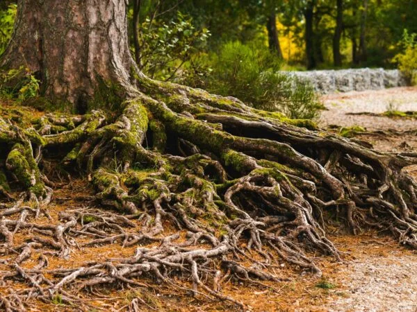 Entwining Our Roots