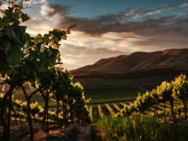 Before I’ll Be a Slave: Isaiah’s Vineyard and the Politics of Counterfeit Righteousness