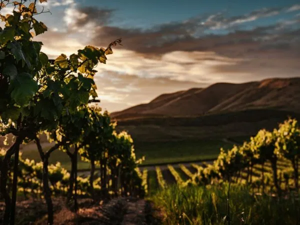 Before I’ll Be a Slave: Isaiah’s Vineyard and the Politics of Counterfeit Righteousness
